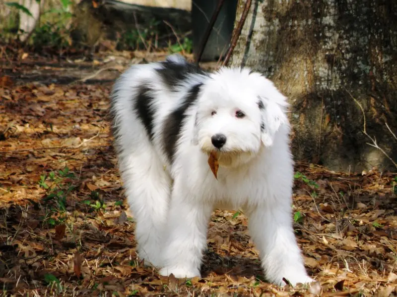 Hình ảnh chó Old English Sheepdog 17