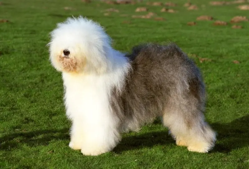 Hình ảnh chó Old English Sheepdog 18