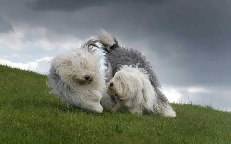 Hình ảnh chó Old English Sheepdog 19