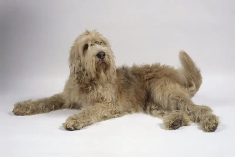 Nguồn gốc của chó Otterhound