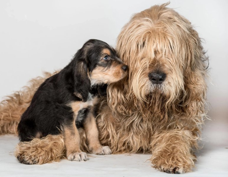 Cách chăm sóc chó Otterhound 1