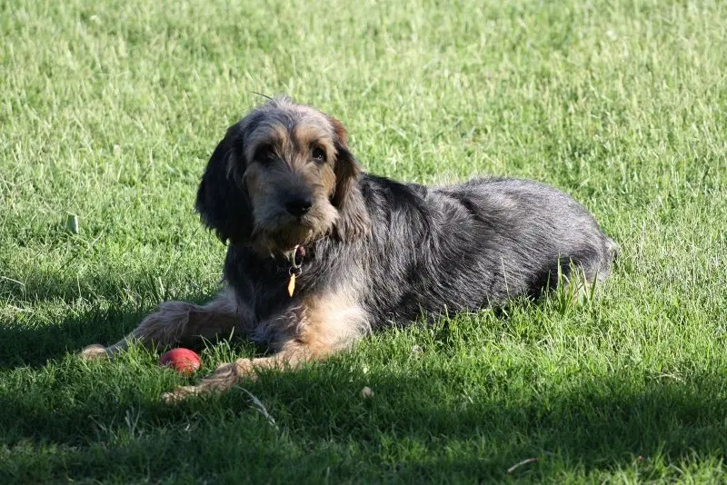 Đặc điểm của chó Otterhound 2