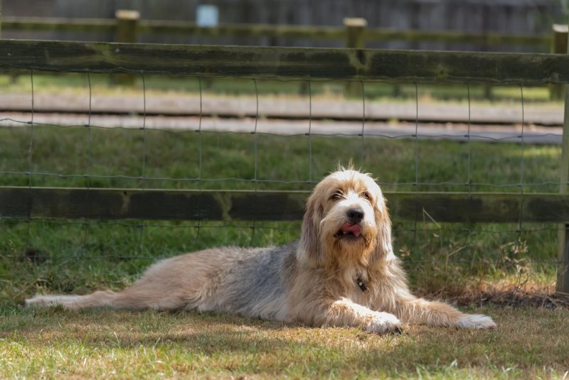 Cách chăm sóc chó Otterhound 2