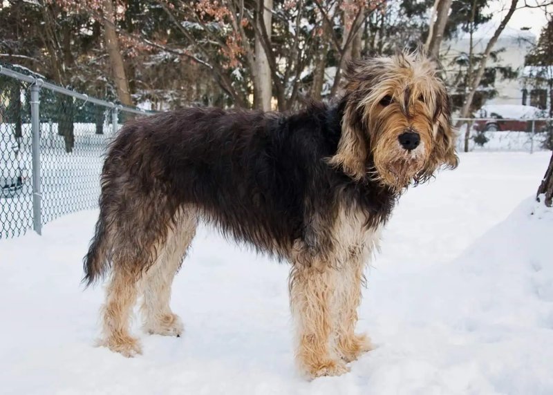 Nguy cơ tuyệt chủng của chó Otterhound 