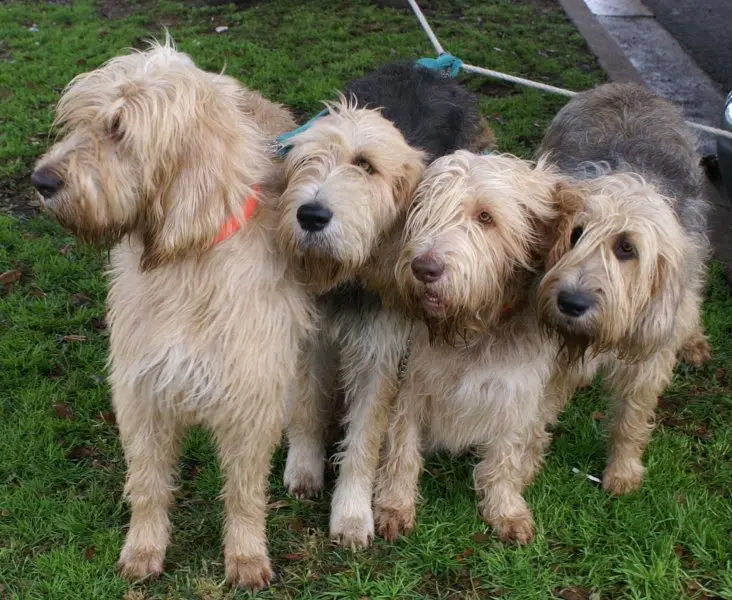 Hình ảnh có Otterhound dễ thương 1