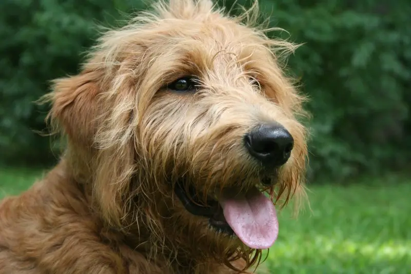 Hình ảnh có Otterhound dễ thương 2