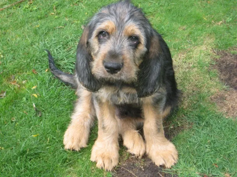 Hình ảnh có Otterhound dễ thương 5