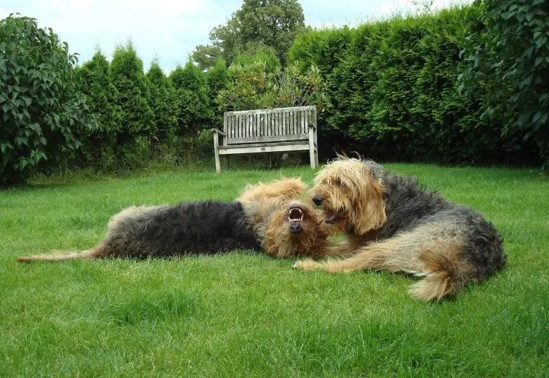 Hình ảnh có Otterhound dễ thương 6