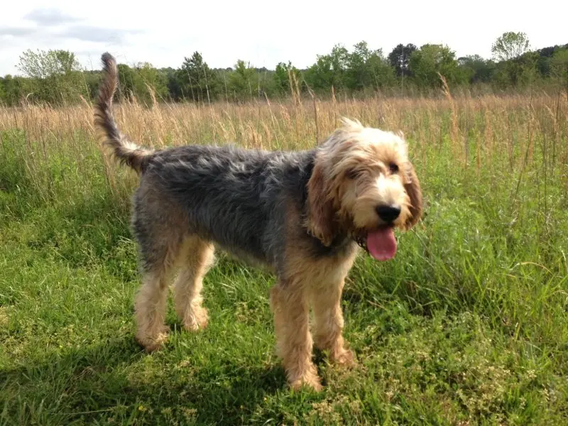 Hình ảnh có Otterhound dễ thương 7