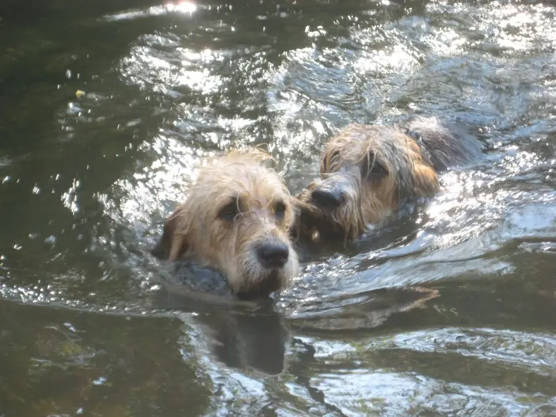 Hình ảnh có Otterhound dễ thương 8