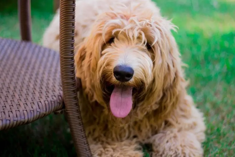 Hình ảnh có Otterhound dễ thương 9