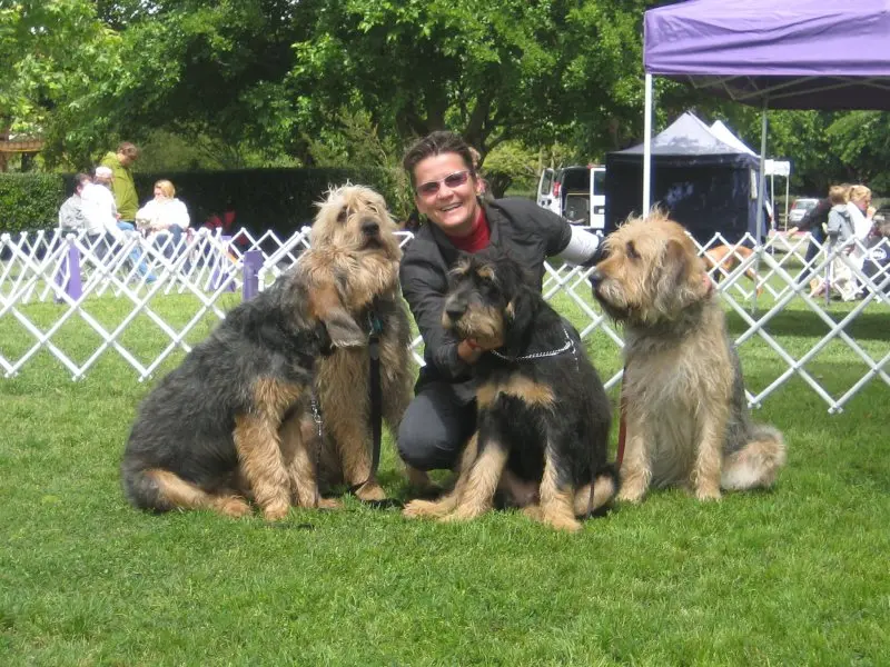 Hình ảnh có Otterhound dễ thương 10