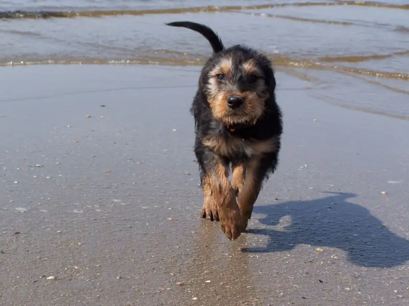 Hình ảnh có Otterhound dễ thương 11