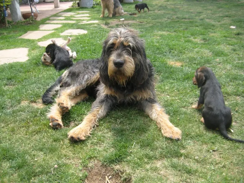 Hình ảnh có Otterhound dễ thương 12