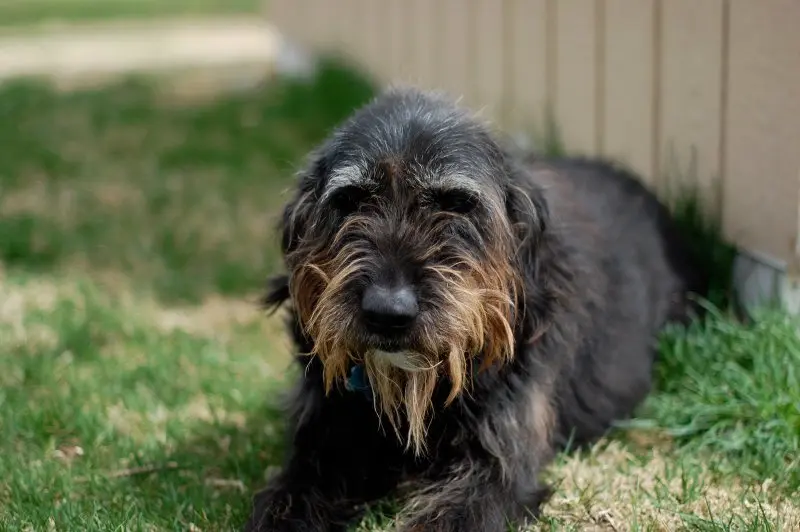 Hình ảnh có Otterhound dễ thương 13