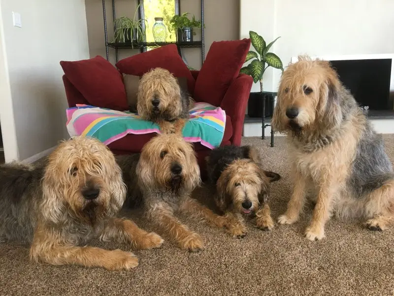 Hình ảnh có Otterhound dễ thương 14