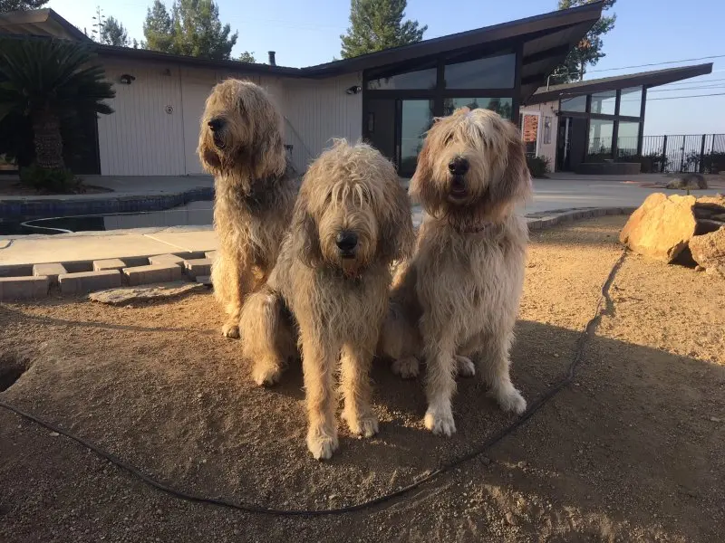 Hình ảnh có Otterhound dễ thương 15