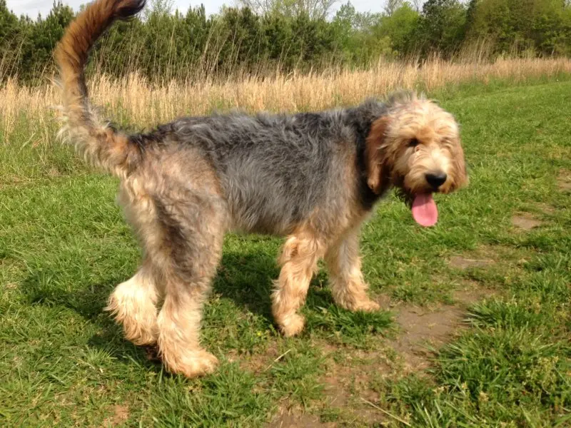 Hình ảnh có Otterhound dễ thương 16