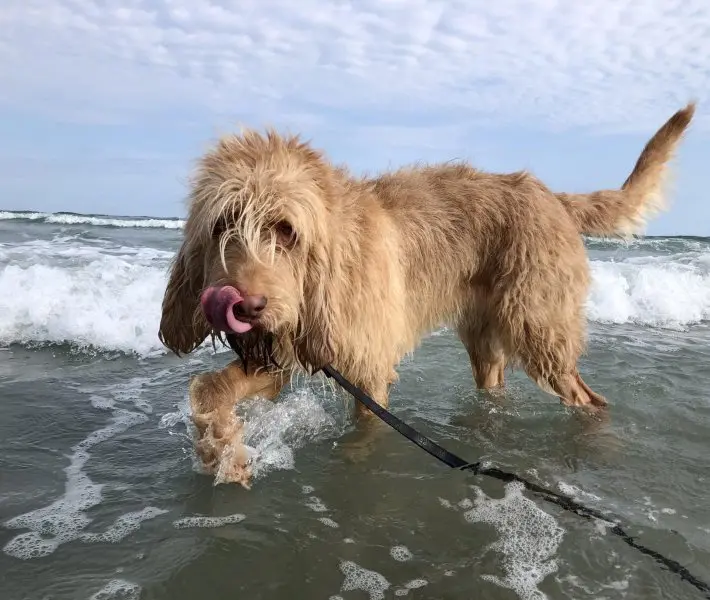 Hình ảnh có Otterhound dễ thương 17