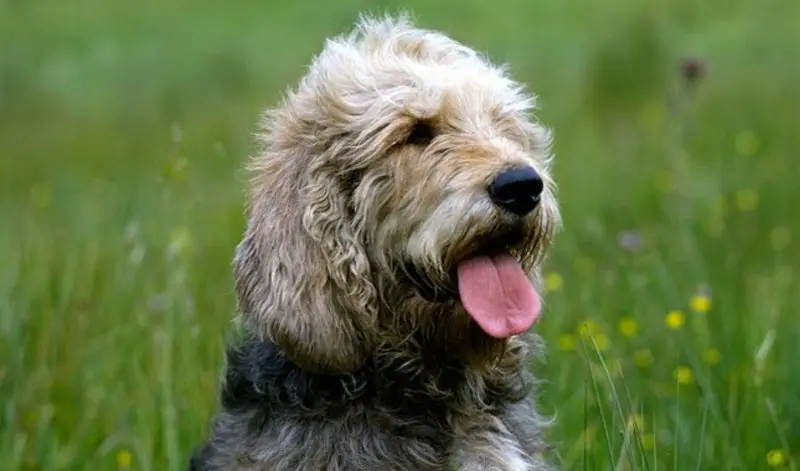 Hình ảnh có Otterhound dễ thương 18