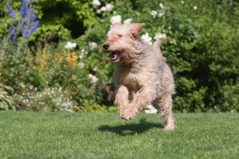 Hình ảnh có Otterhound dễ thương 19