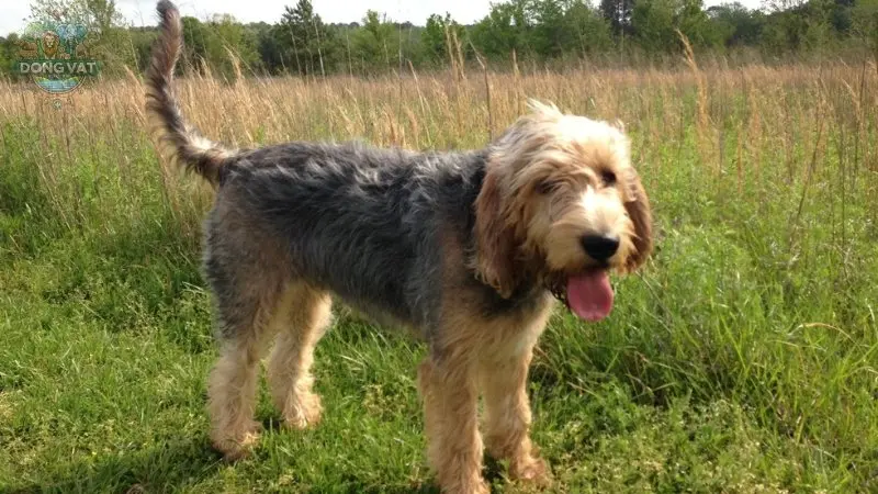 Chó Otterhound - Những điều chưa biết về loài chó săn rái cá này