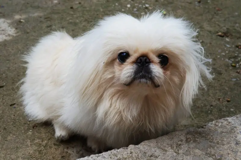 Hình ảnh chó Pekingese 27