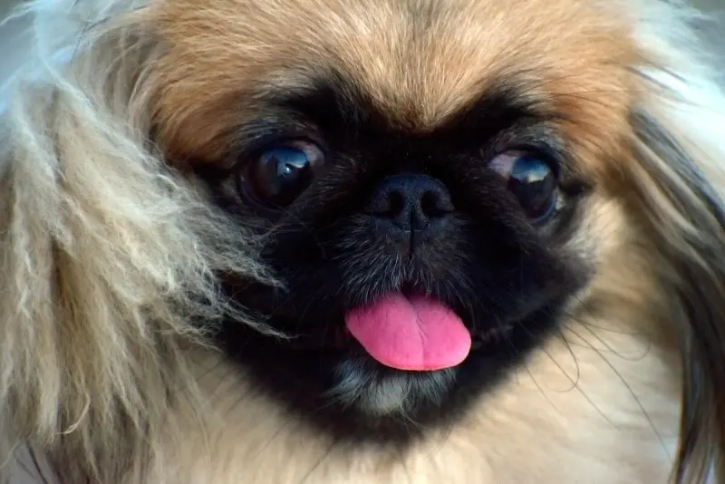 Nguồn gốc của chó Pekingese 2