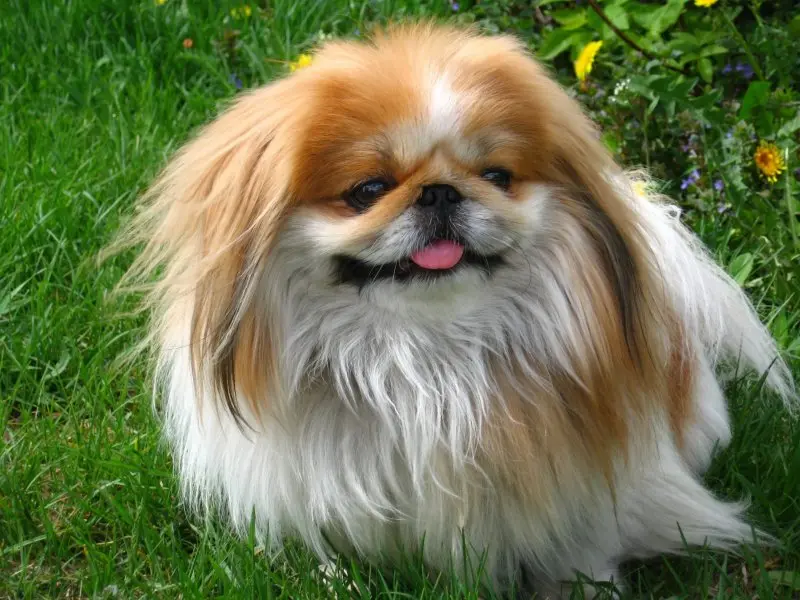 Đặc điểm ngoại hình của chó Pekingese