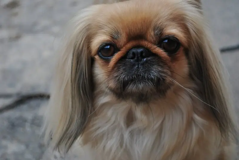 Môi trường sống chó Pekingese