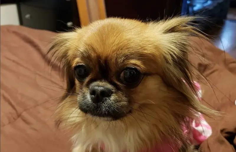 Pekingese lai Chihuahua