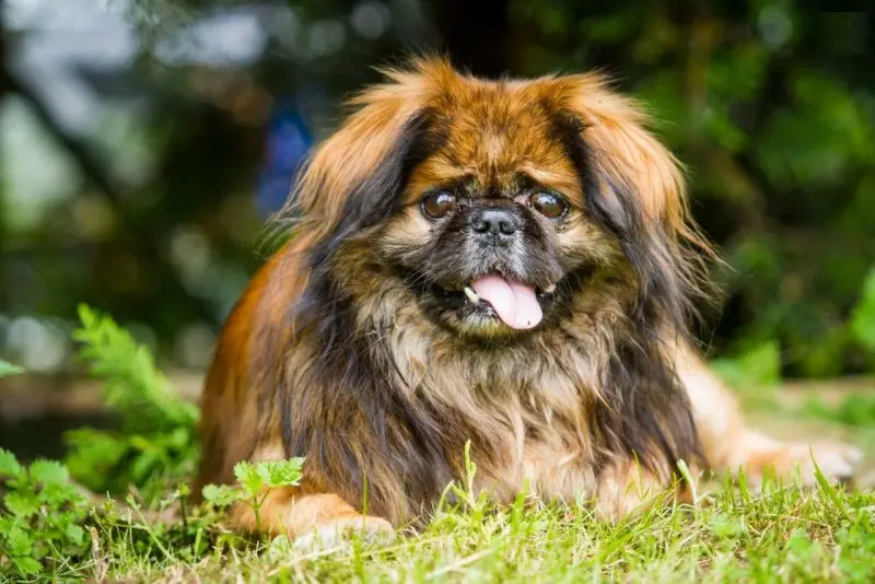 Chế độ dinh dưỡng chó Pekingese