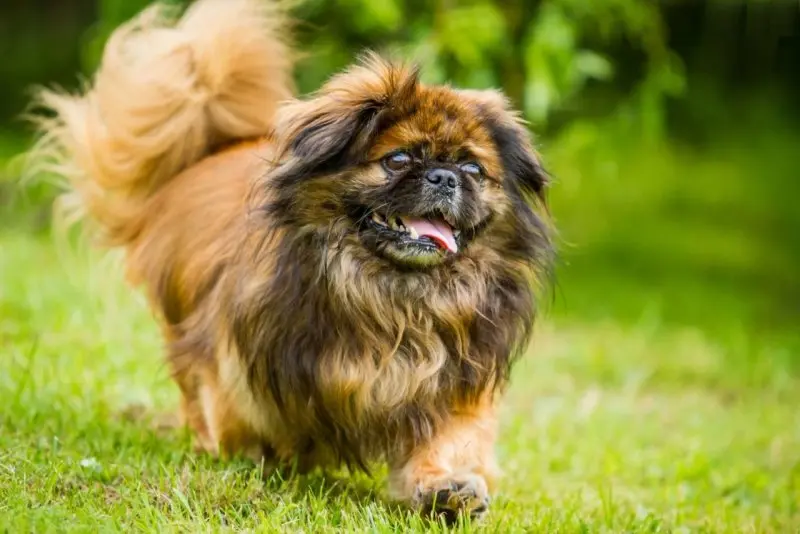 Vệ sinh lông chó Pekingese