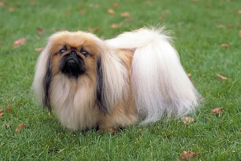 Giá chó Pekingese