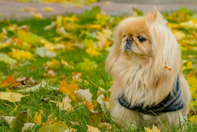 Hình ảnh chó Pekingese 1