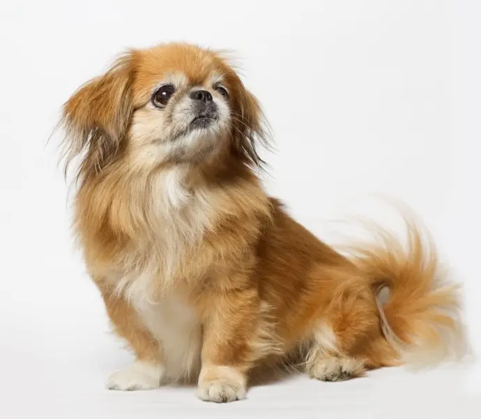 Hình ảnh chó Pekingese 2