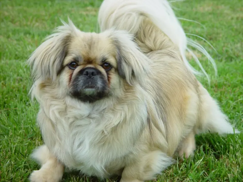 Hình ảnh chó Pekingese 3