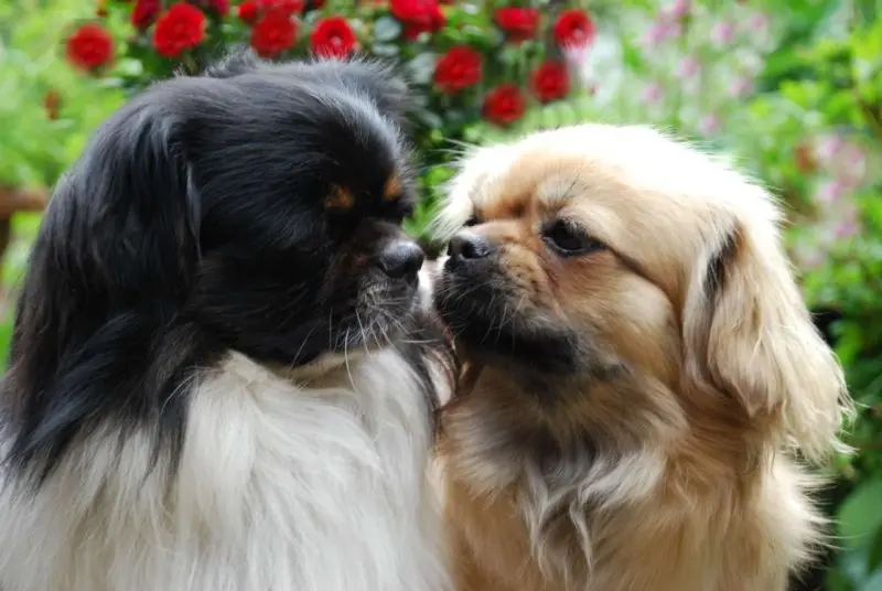 Hình ảnh chó Pekingese 4