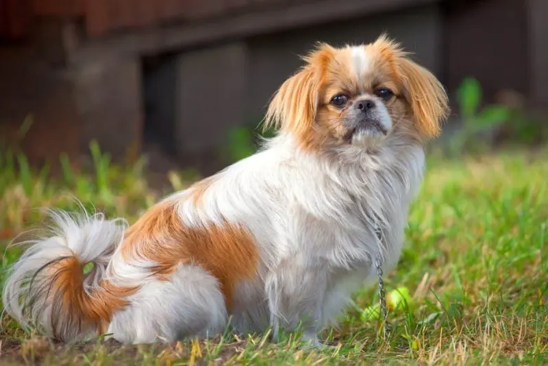 Hình ảnh chó Pekingese 5