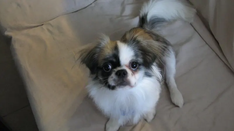 Hình ảnh chó Pekingese 6