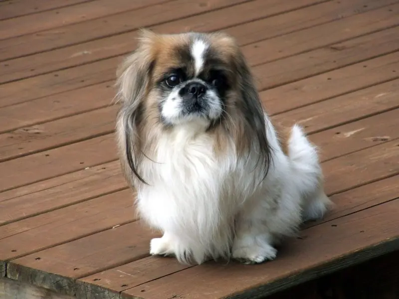 Hình ảnh chó Pekingese 7