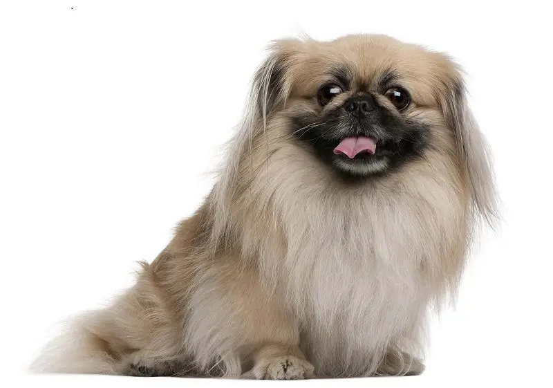 Chó Pekingese lai chó Nhật