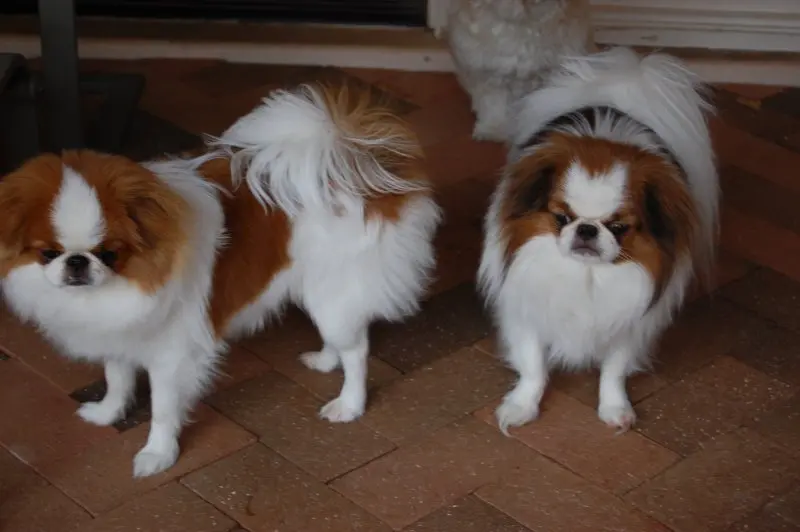 Hình ảnh chó Pekingese 8