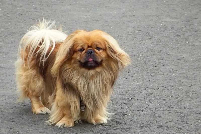 Hình ảnh chó Pekingese 9