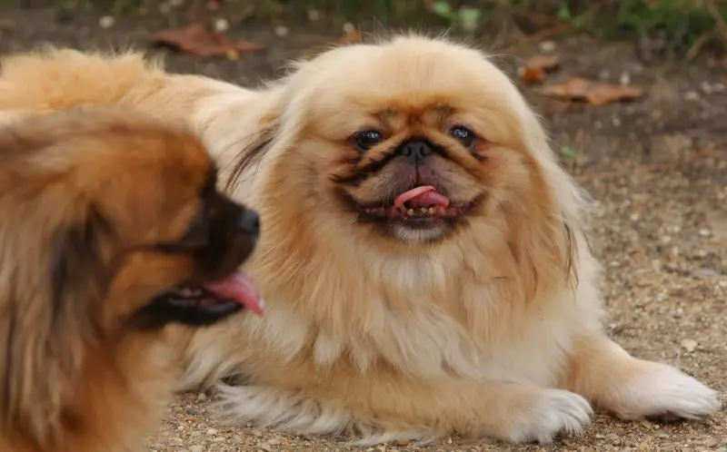 Hình ảnh chó Pekingese 10