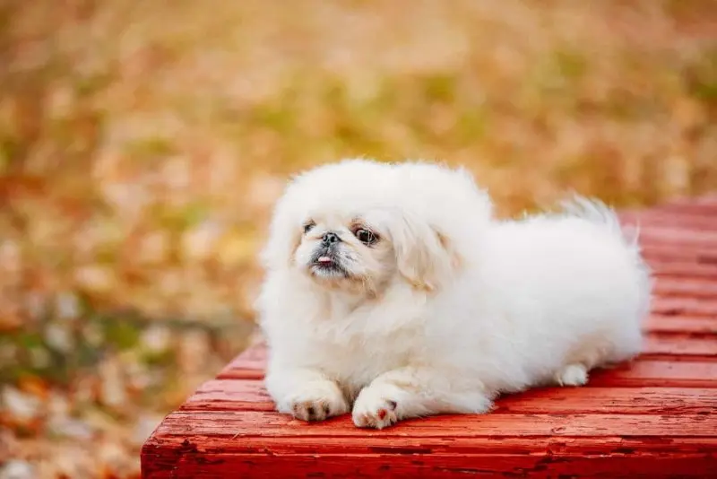 Pekingese lai Poodle