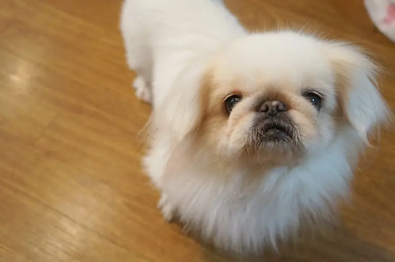 Hình ảnh chó Pekingese 11