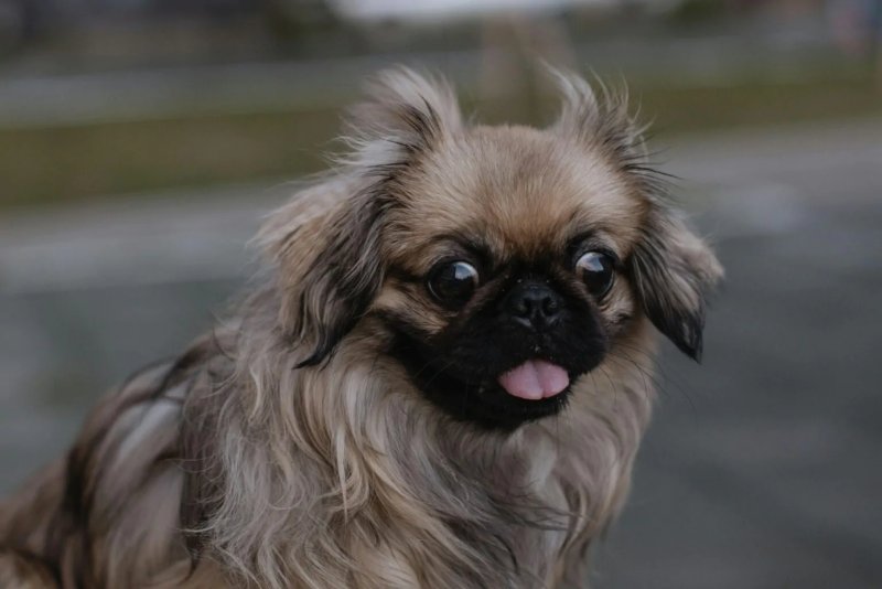 Hình ảnh chó Pekingese 12