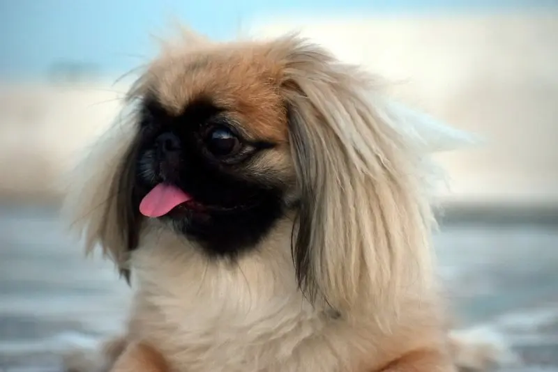 Hình ảnh chó Pekingese 13