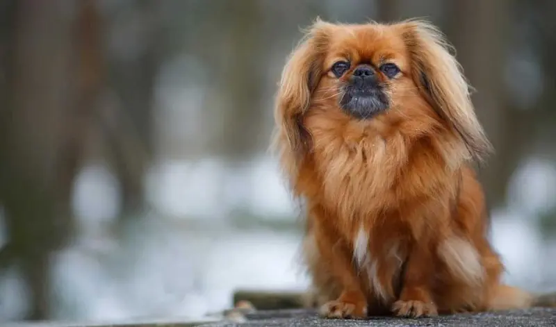 Hình ảnh chó Pekingese 14